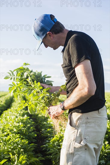 Mature man holding green plant