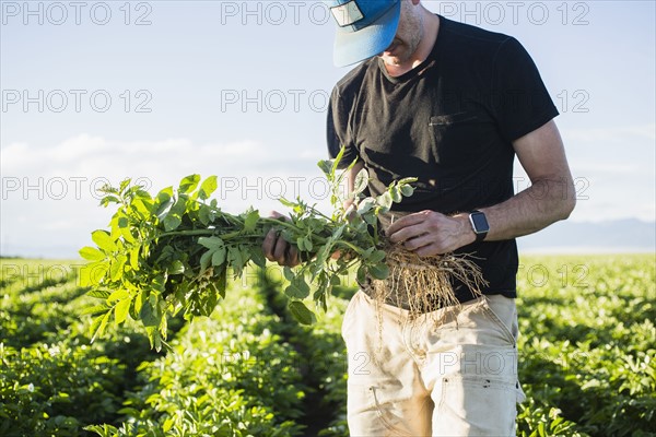 Mature man holding green plant