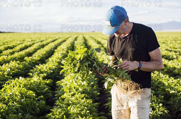 Mature man holding green plant