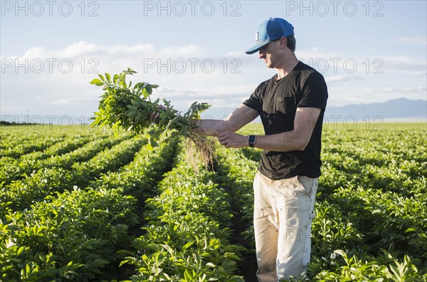 Mature man holding green plant