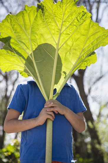 Portrait of boy (6-7) hiding behind large rhubarb leaf