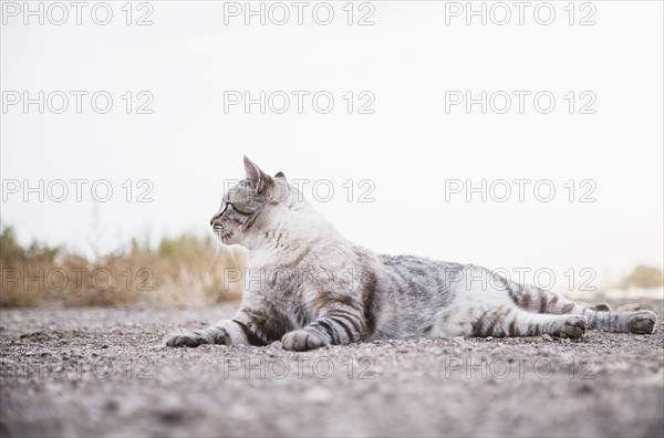 Portrait of cat lying down