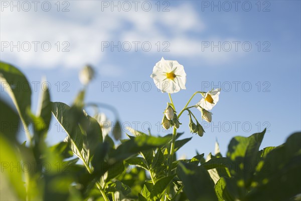 Close up of white flowers