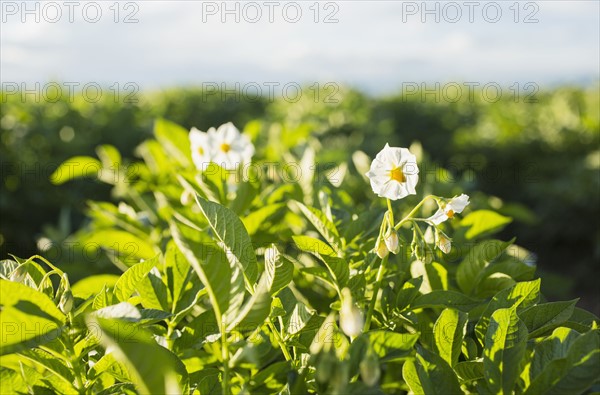 Close up of white flowers in field