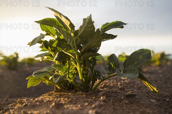 Close up of plant growing in field