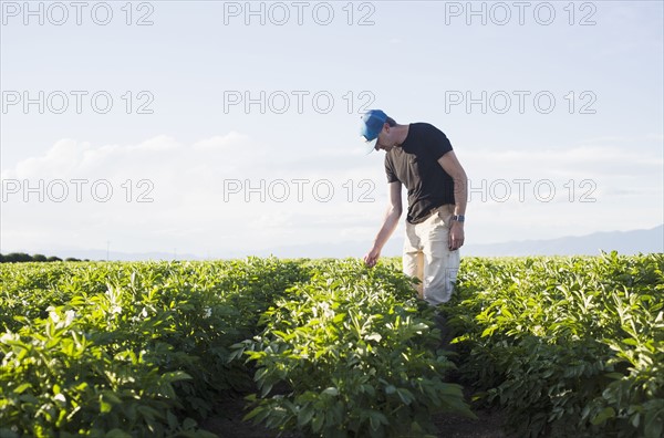 Mature man looking at plants in field