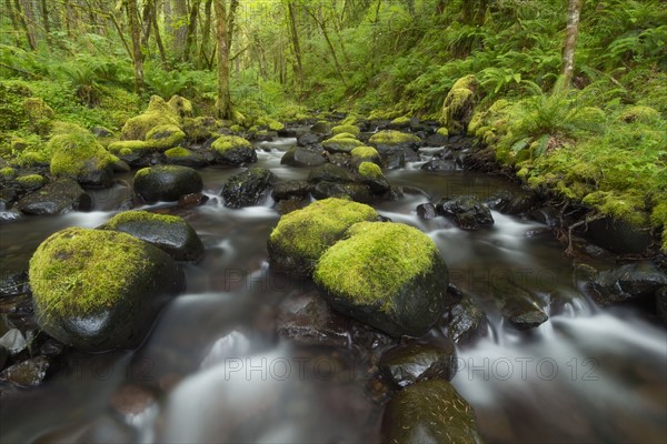 River flowing through green forest