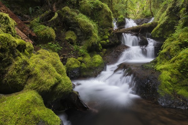 Waterfalls in green forest