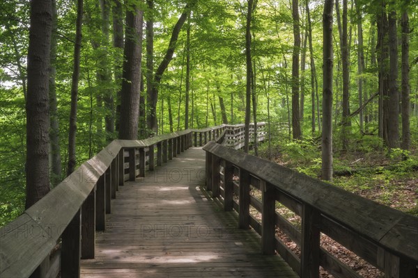 Wooden footbridge in forest