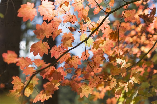 Orange colored leaves of tree