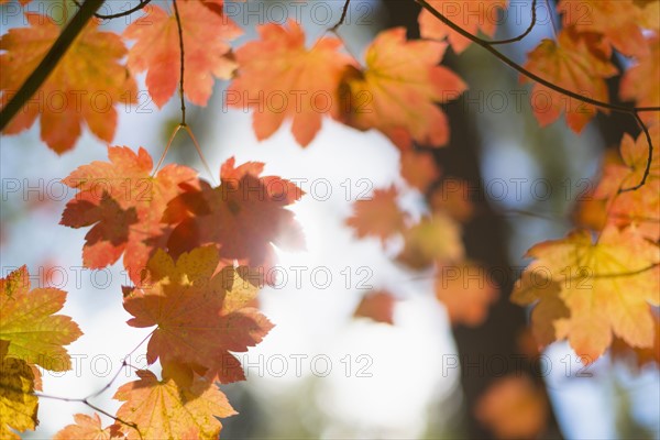 Close-up of orange colored leaves on tree