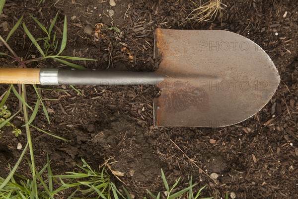 Shovel lying in dirt