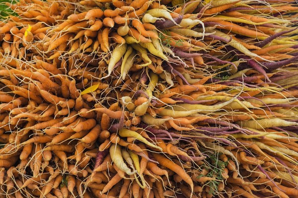 Large bunch of orange, yellow and purple carrots