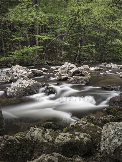 River flowing through forest