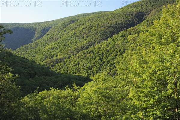 Forest covered mountain range in sunlight