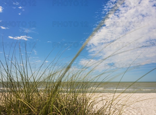 Grass growing on beach and sea