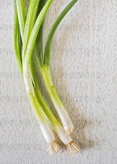 Studio shot of spring onion