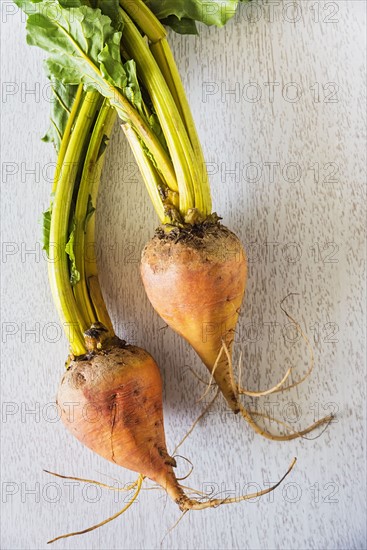 Studio shot of golden beets