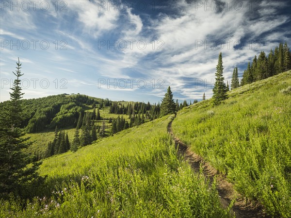 Footpath through meadow