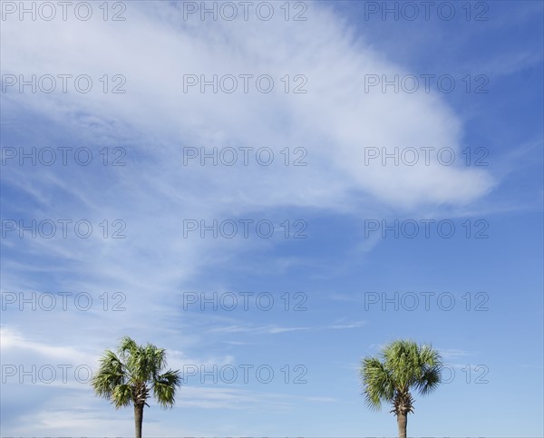 Palm trees against cloudy sky