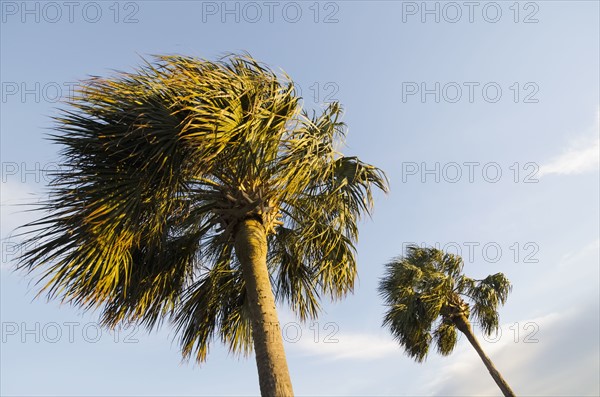 Palm trees against cloudy sky