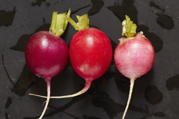 Wet radishes against grey background