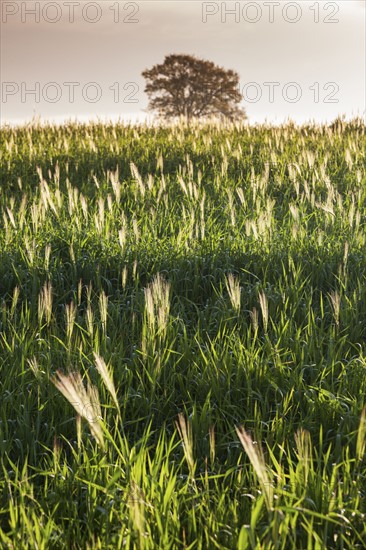 Crop field with lone tree in background