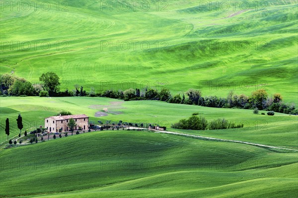 Green rolling landscape with farmhouse