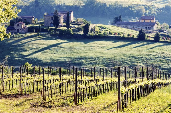 Vineyard and houses on hill in background