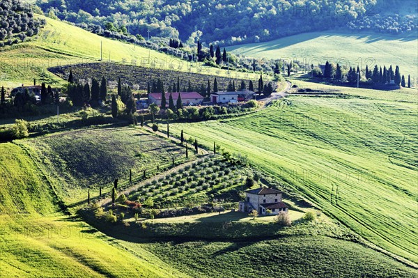 Landscape with green hills and vineyard