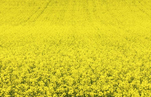 Yellow canola field