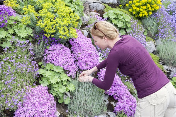 Woman picking flower growing in flowerbed