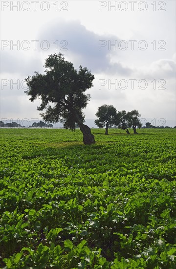 Olive trees in green field