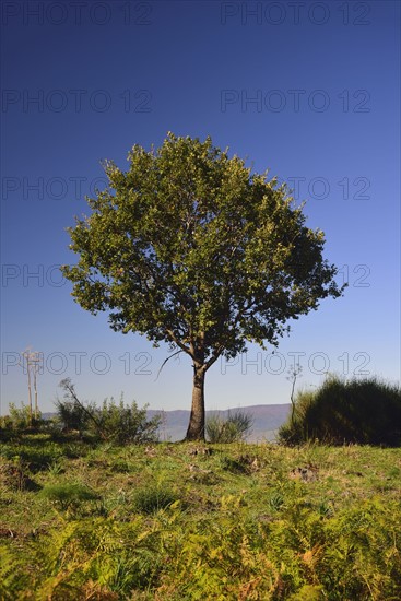 Green tree growing on Mt Etna