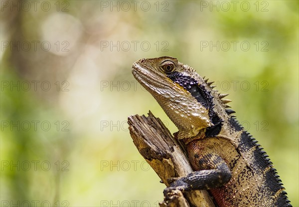 Water dragon (Intellagama lesueurii) perching on branch