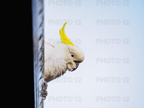 Sulphur-crested cockatoo (Cacatua galerita) perching on roof