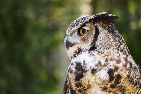 Portrait of Great horned owl (Bubo virginianus)