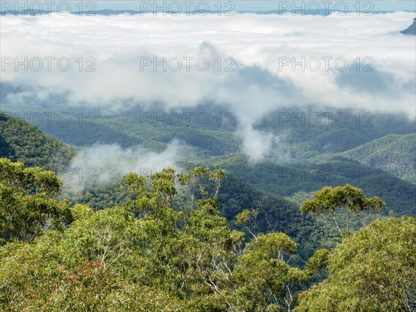 Elevated view of forest in fog