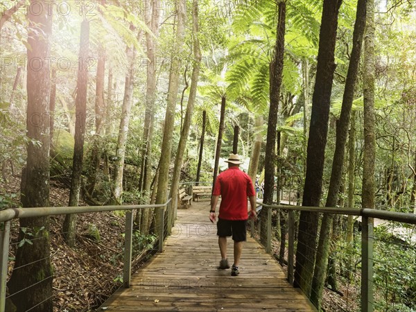 Man walking in forest