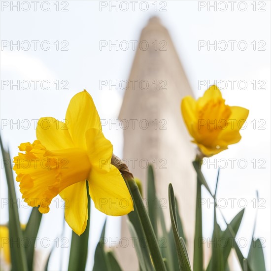 Flatiron building with daffodils in foreground. USA, New York, New York City.