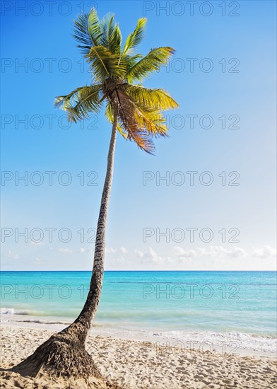 Dominican Republic, Palm tree growing in sandy beach