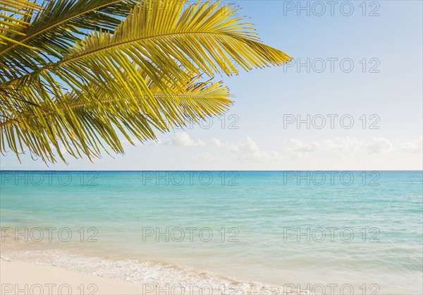 Palm tree growing in sandy beach