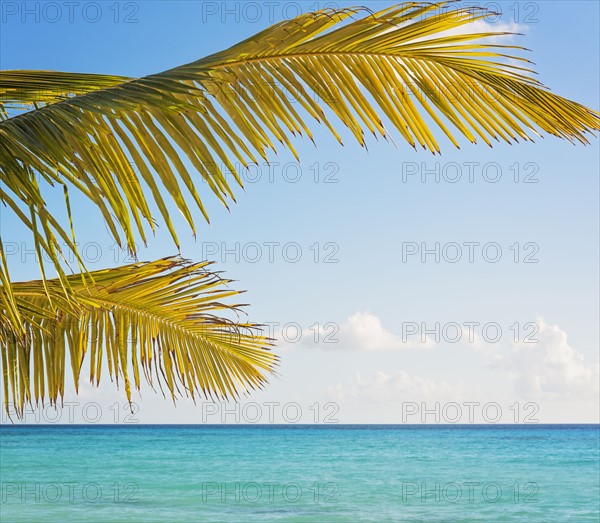 Palm tree against turquoise sea