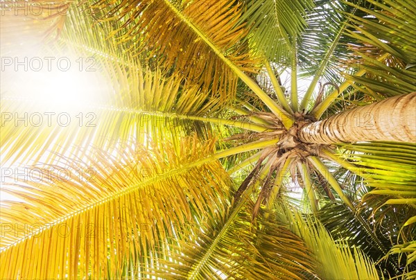 Low angle view of palm tree