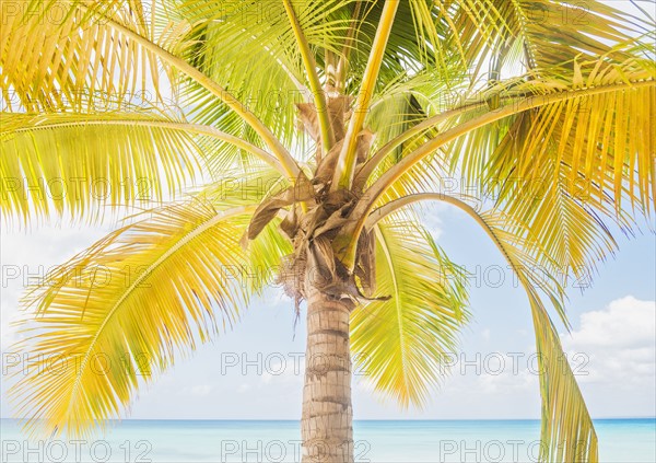 Palm tree against sea