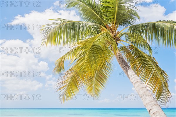 Palm tree against sea