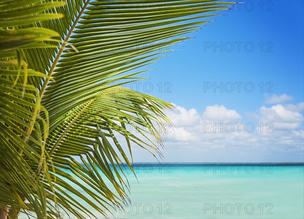 Palm leaves against sea