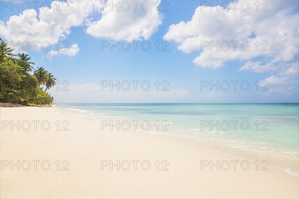 Dominican Republic, Palm trees growing on tropical beach