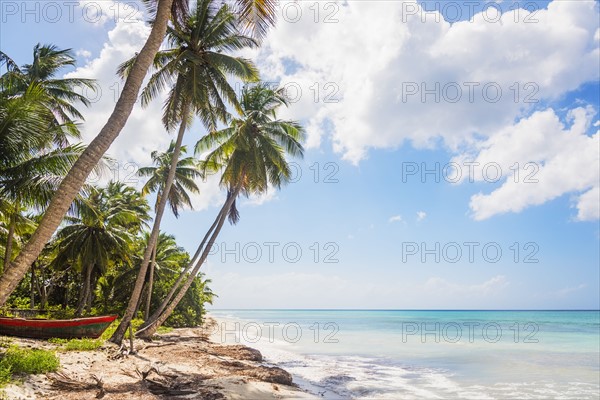 Dominican Republic, Palm trees growing on tropical beach