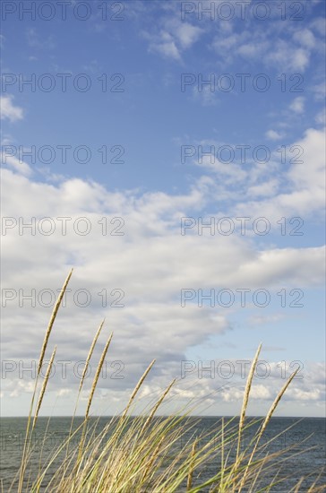 Cape Cod seascape with marram grass in sunlight
